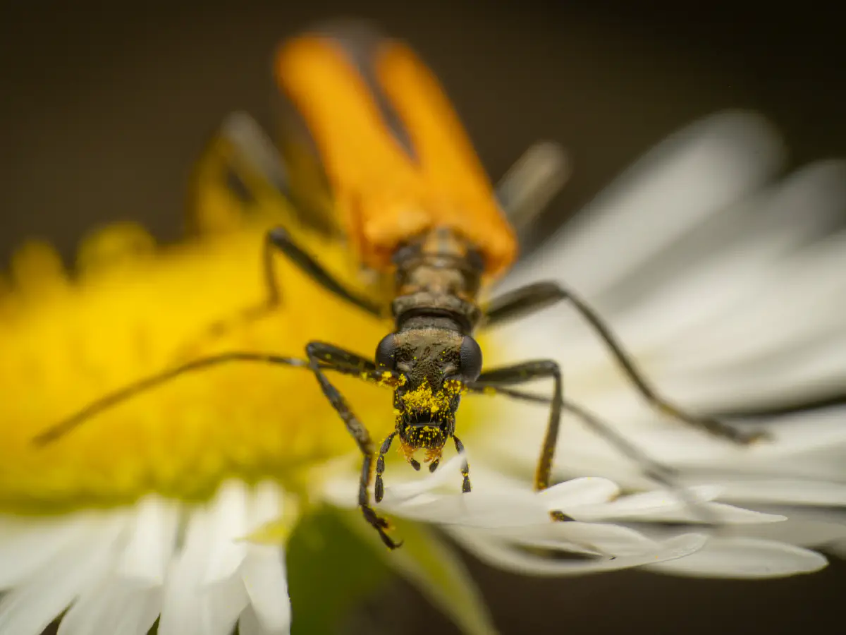 Echter Schenkelkäfer