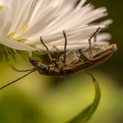 Gelbbeiniger Scheinbockkäfer