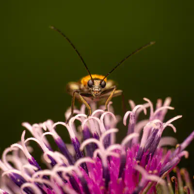 Œdémère échancrée