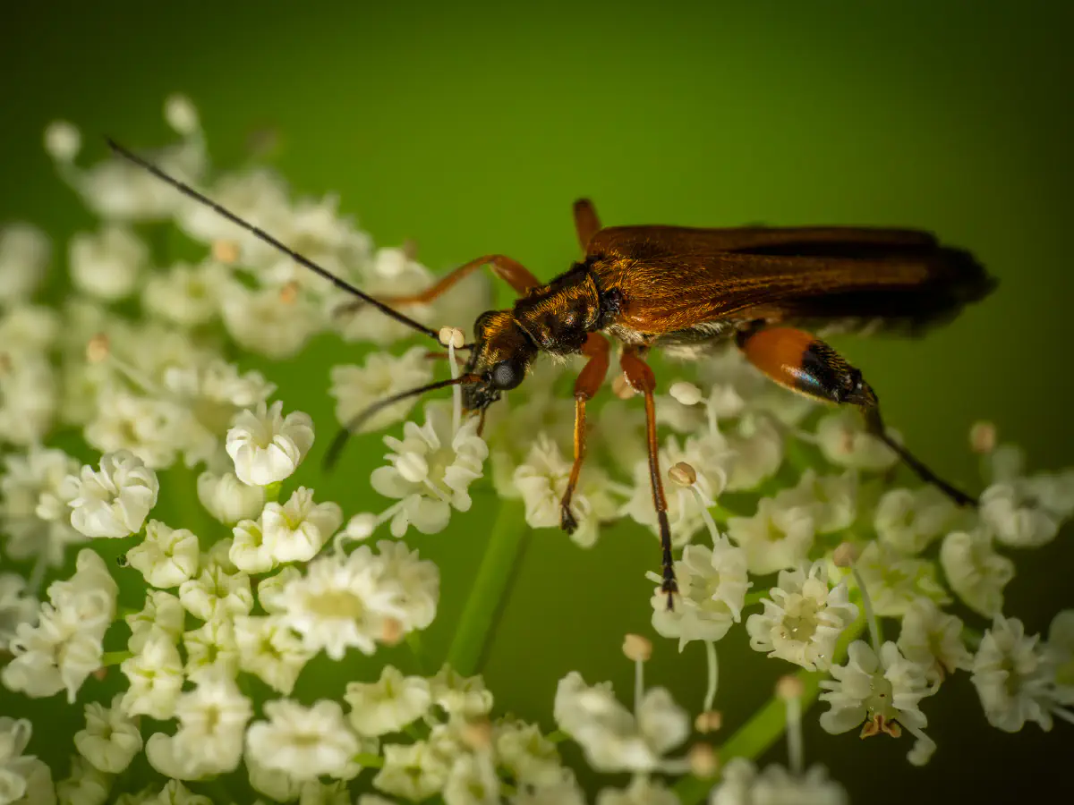 Gemeiner Schenkelkäfer
