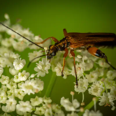 Gemeiner Schenkelkäfer