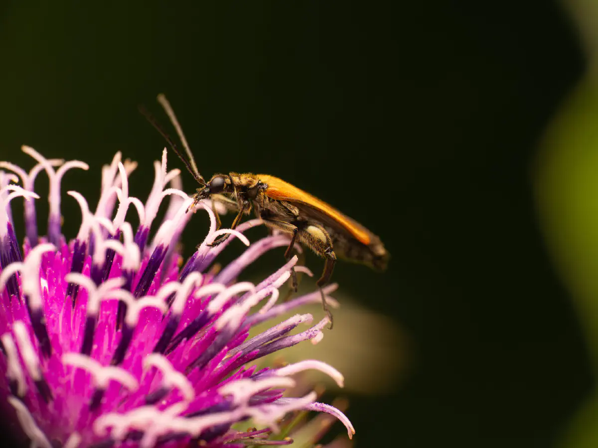 Gemeiner Schenkelkäfer