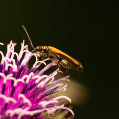Gemeiner Schenkelkäfer