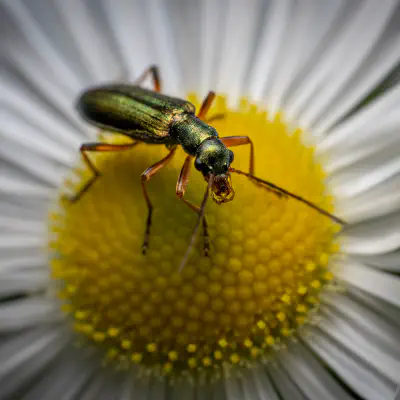 Graugrüner Schenkelkäfer