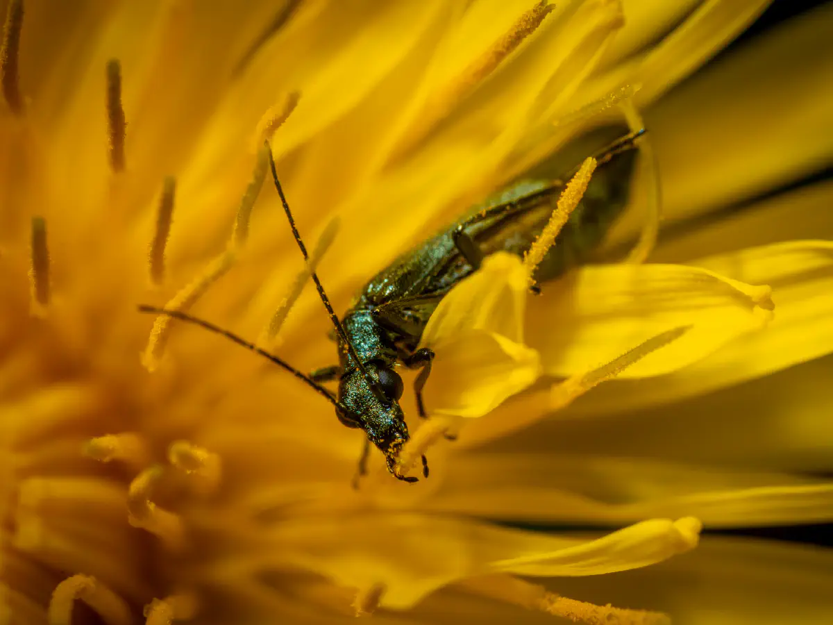 Graugrüner Schenkelkäfer