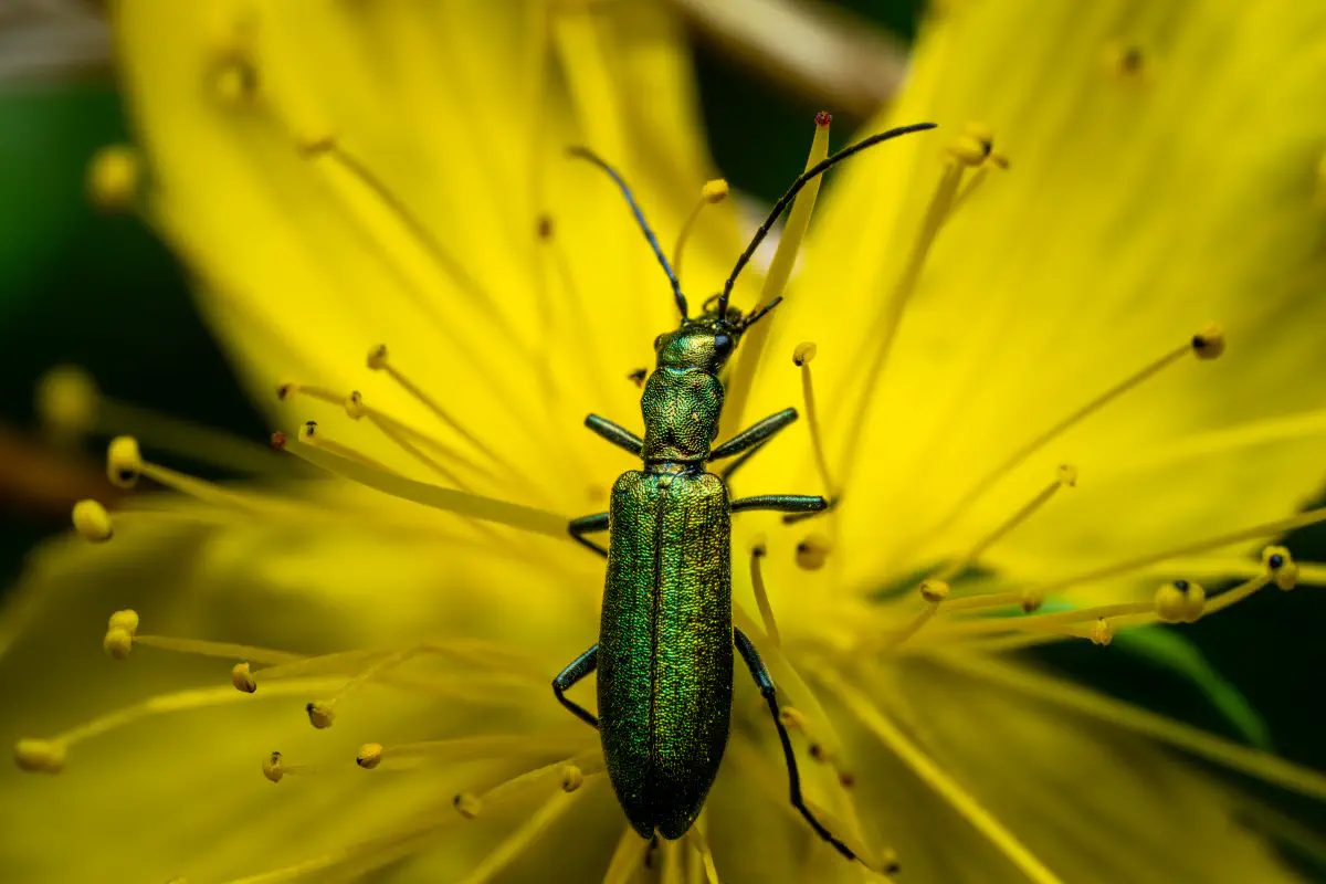 Graugrüner Schenkelkäfer