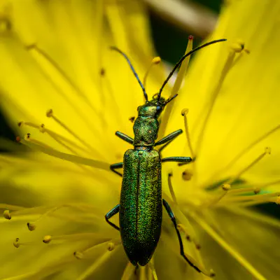 Graugrüner Schenkelkäfer