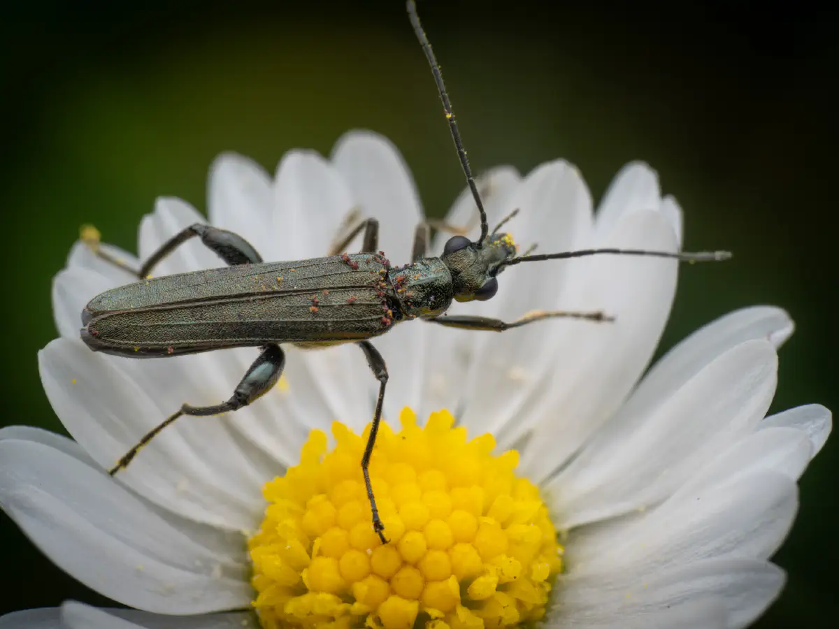 Graugrüner Schenkelkäfer