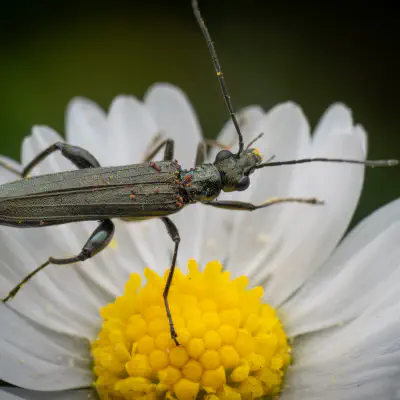 Graugrüner Schenkelkäfer
