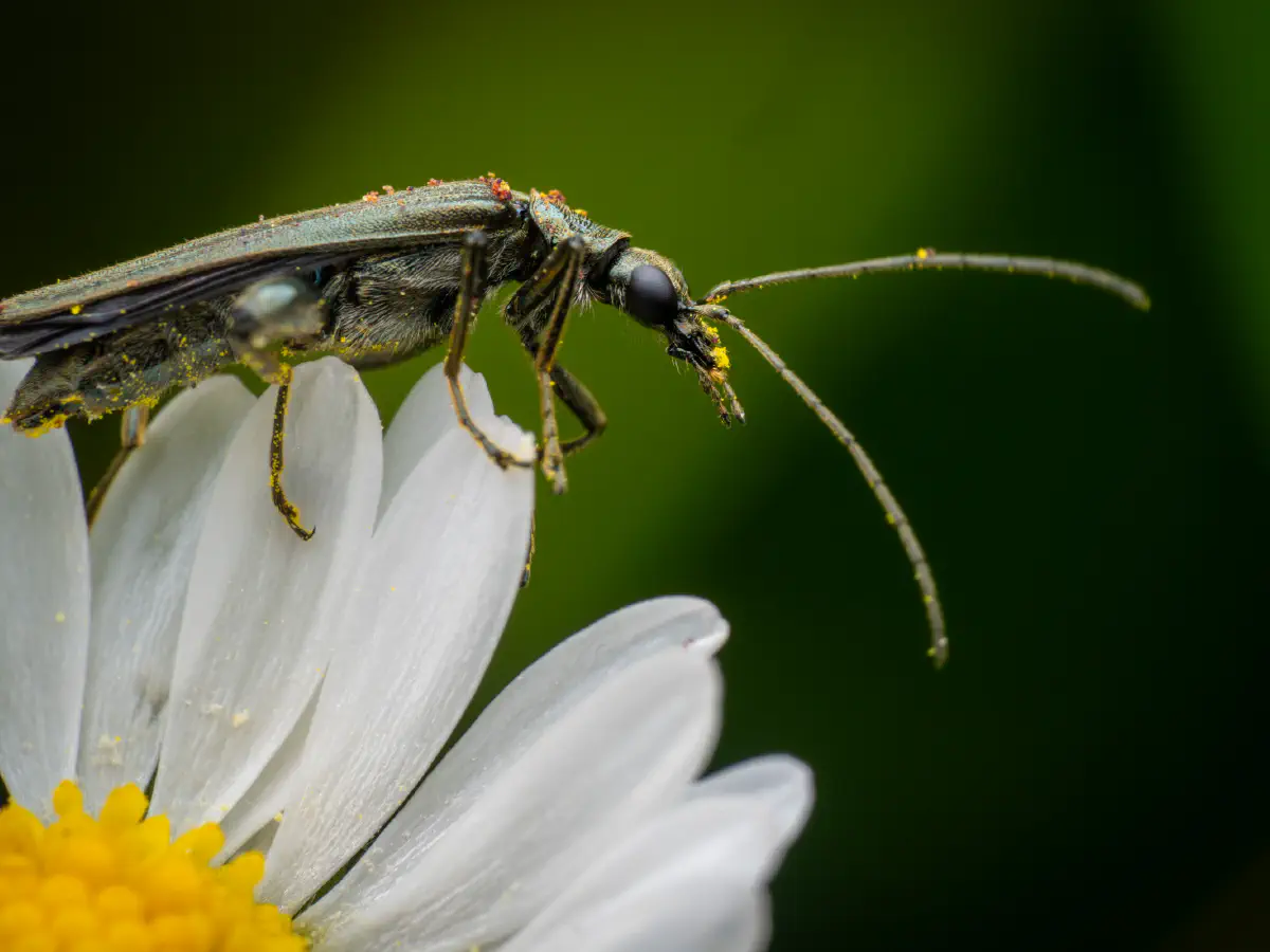 Graugrüner Schenkelkäfer
