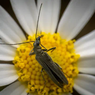 Grünlicher Scheinbockkäfer
