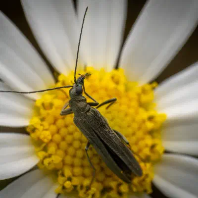 Grünlicher Scheinbockkäfer