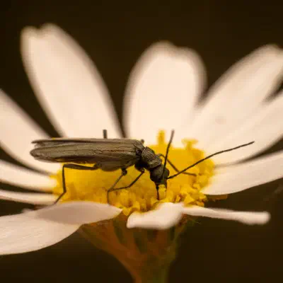 Grünlicher Scheinbockkäfer