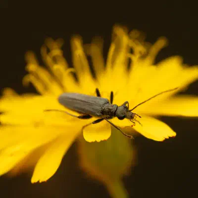 Grünlicher Scheinbockkäfer