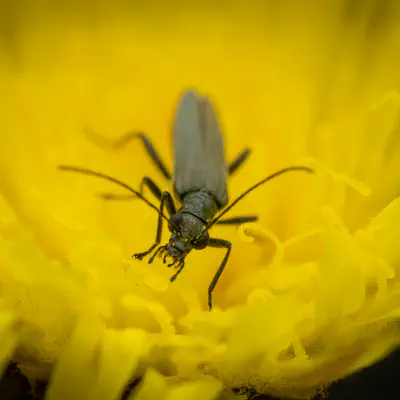 Grünlicher Scheinbockkäfer