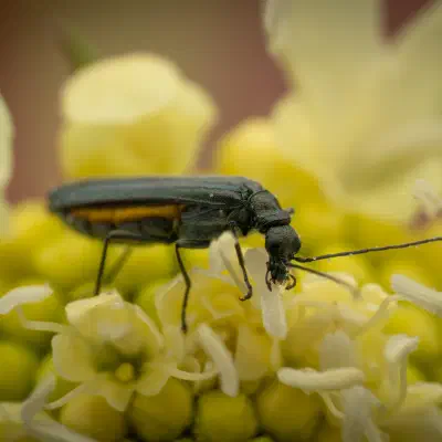 Grünlicher Scheinbockkäfer