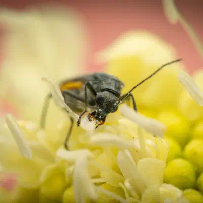 Grünlicher Scheinbockkäfer