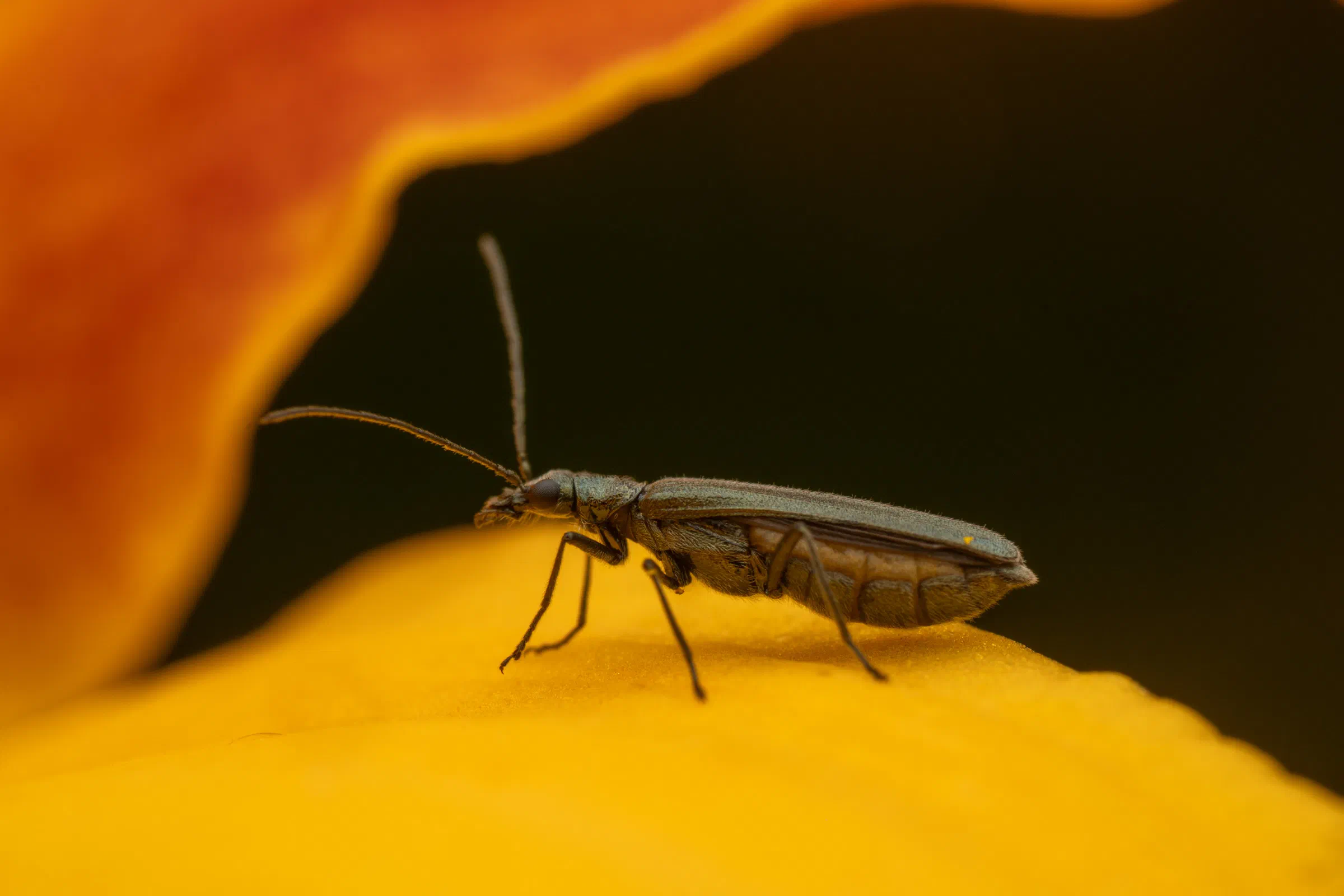 Grünlicher Scheinbockkäfer