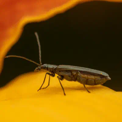 Grünlicher Scheinbockkäfer