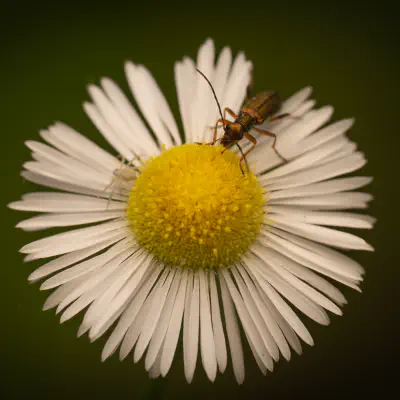 Metallgrüner Schenkelkäfer