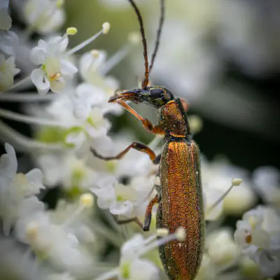 Metallgrüner Schenkelkäfer