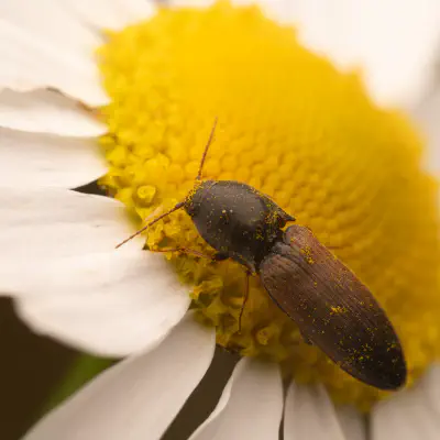 Rauchiger Humusschnellkäfer