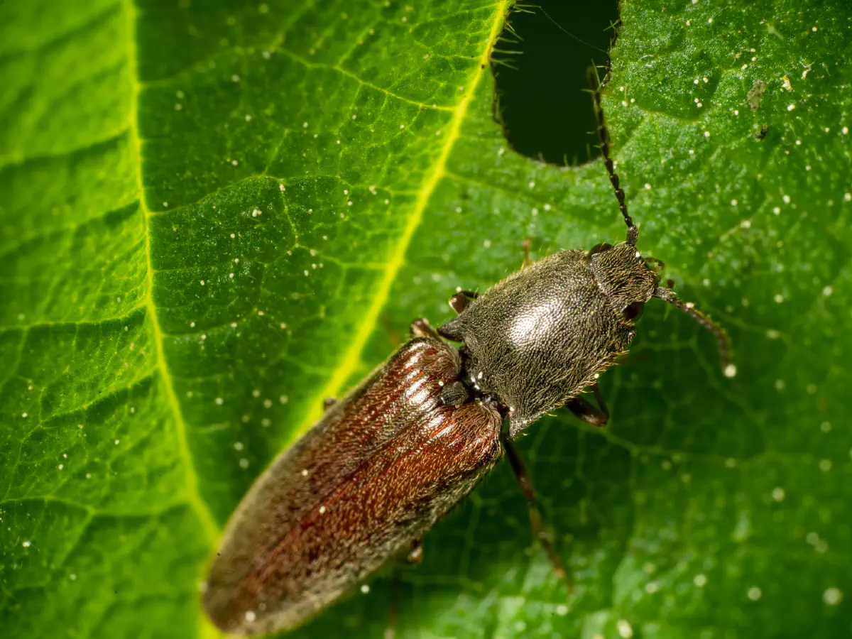 common brown click beetle