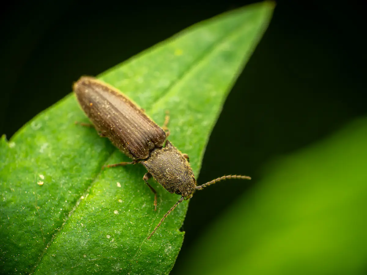 common brown click beetle