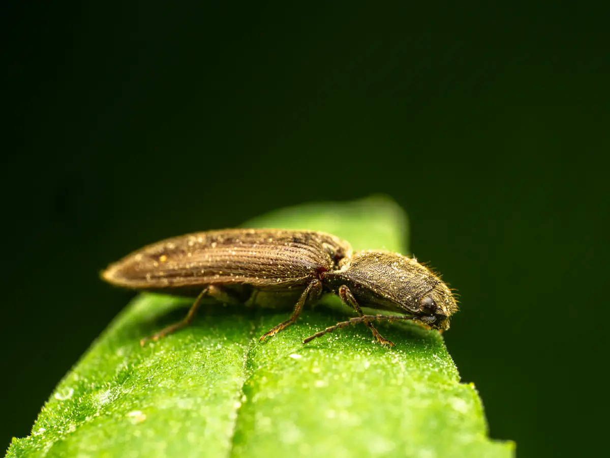 common brown click beetle