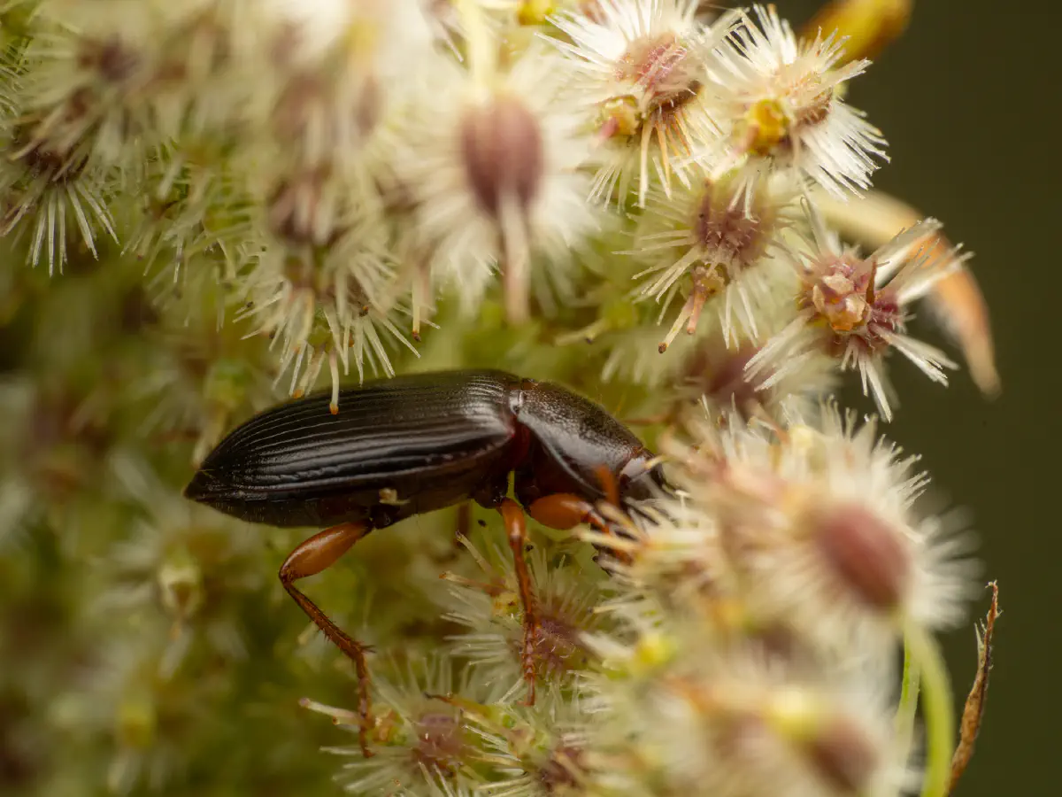 Larger Black Flour Beetle