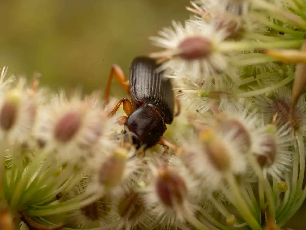 Larger Black Flour Beetle