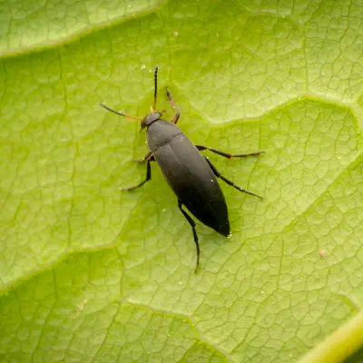 Rotstirniger Scheinstachelkäfer