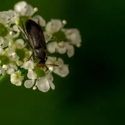 Rotstirniger Scheinstachelkäfer