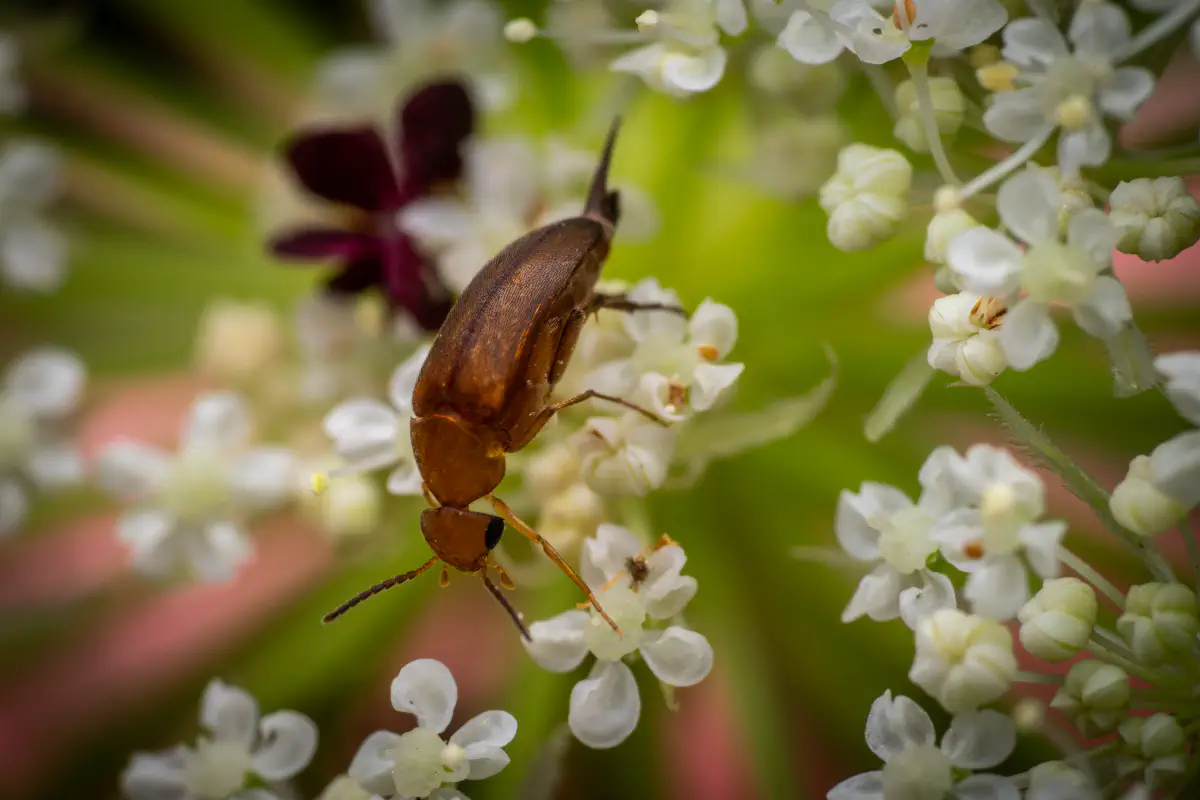 Rotstirniger Scheinstachelkäfer