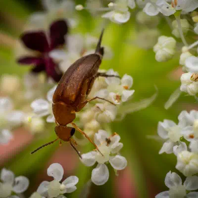 Rotstirniger Scheinstachelkäfer