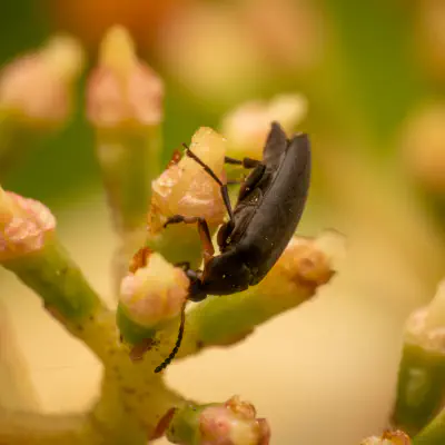 Rotstirniger Scheinstachelkäfer