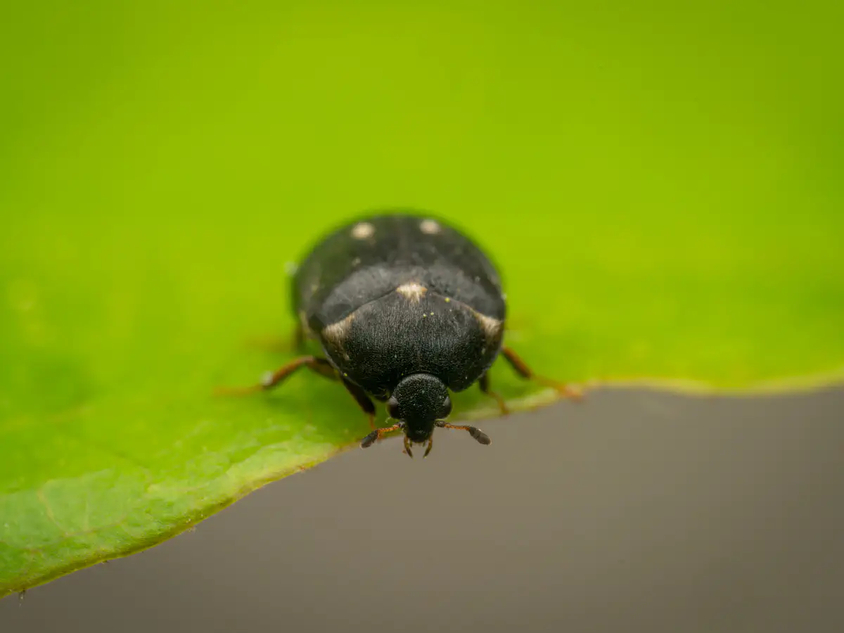 Two-spotted Carpet-beetle
