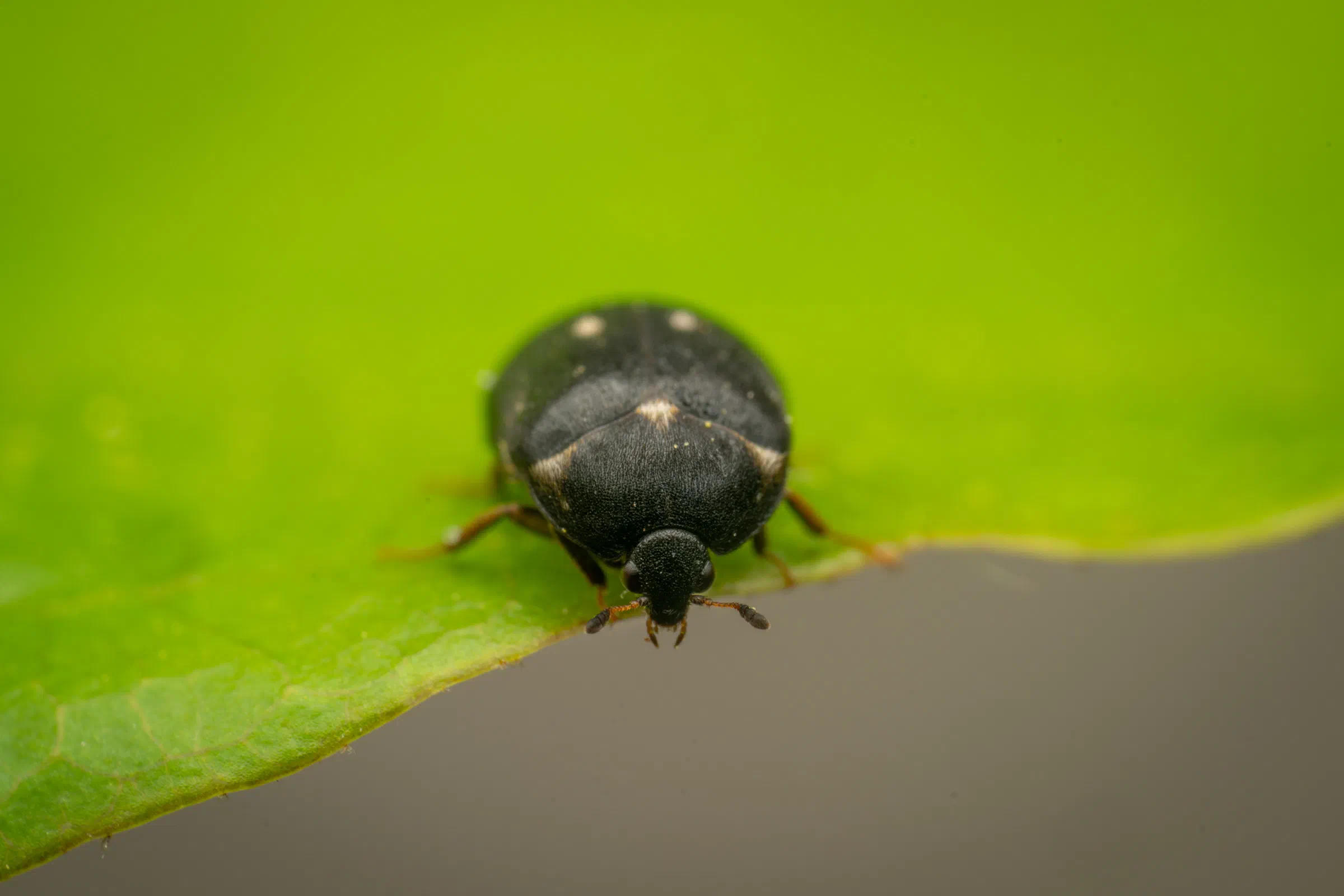 Gemeiner Pelzkäfer