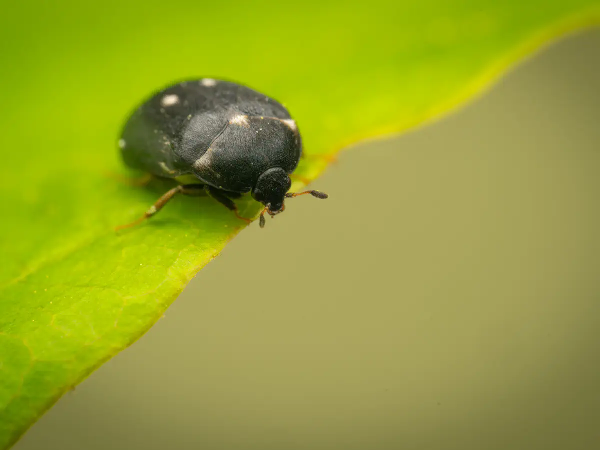 Two-spotted Carpet-beetle
