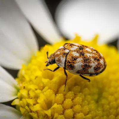 Wollkrautblütenkäfer