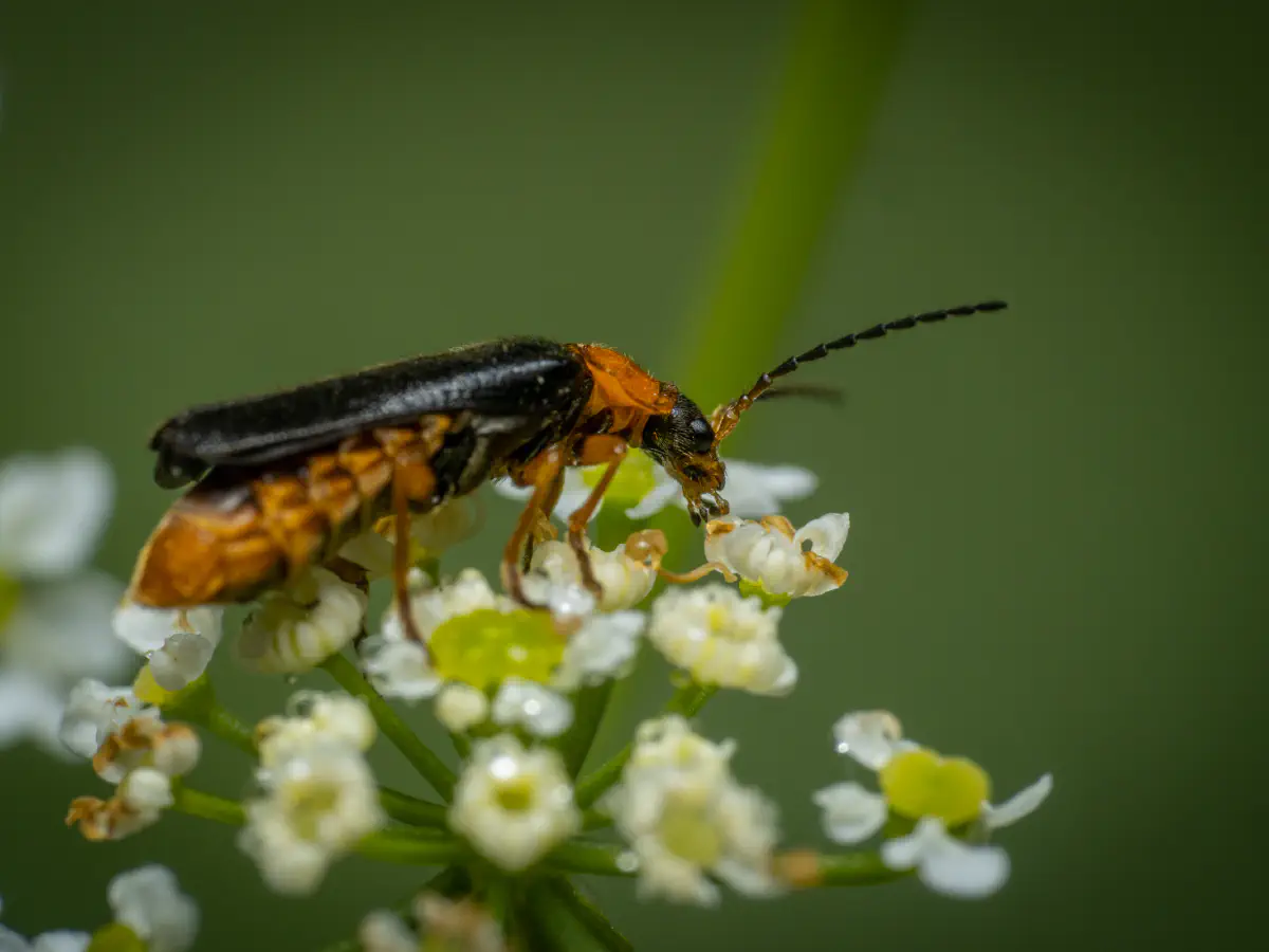 Ancistronycha tigurina