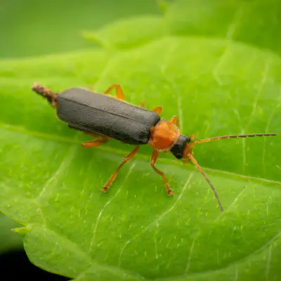 Cantharis pellucida