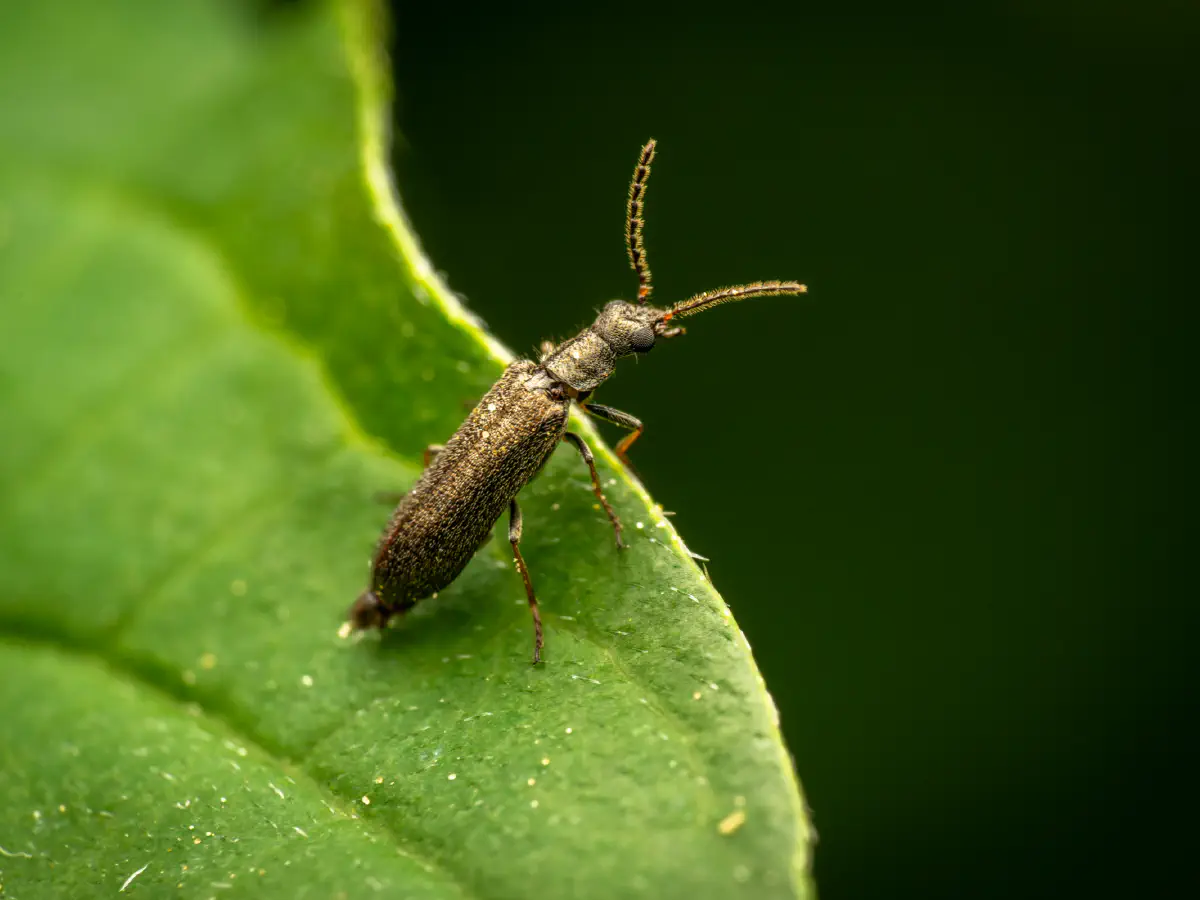 Bleischwarzer Wollhaarkäfer