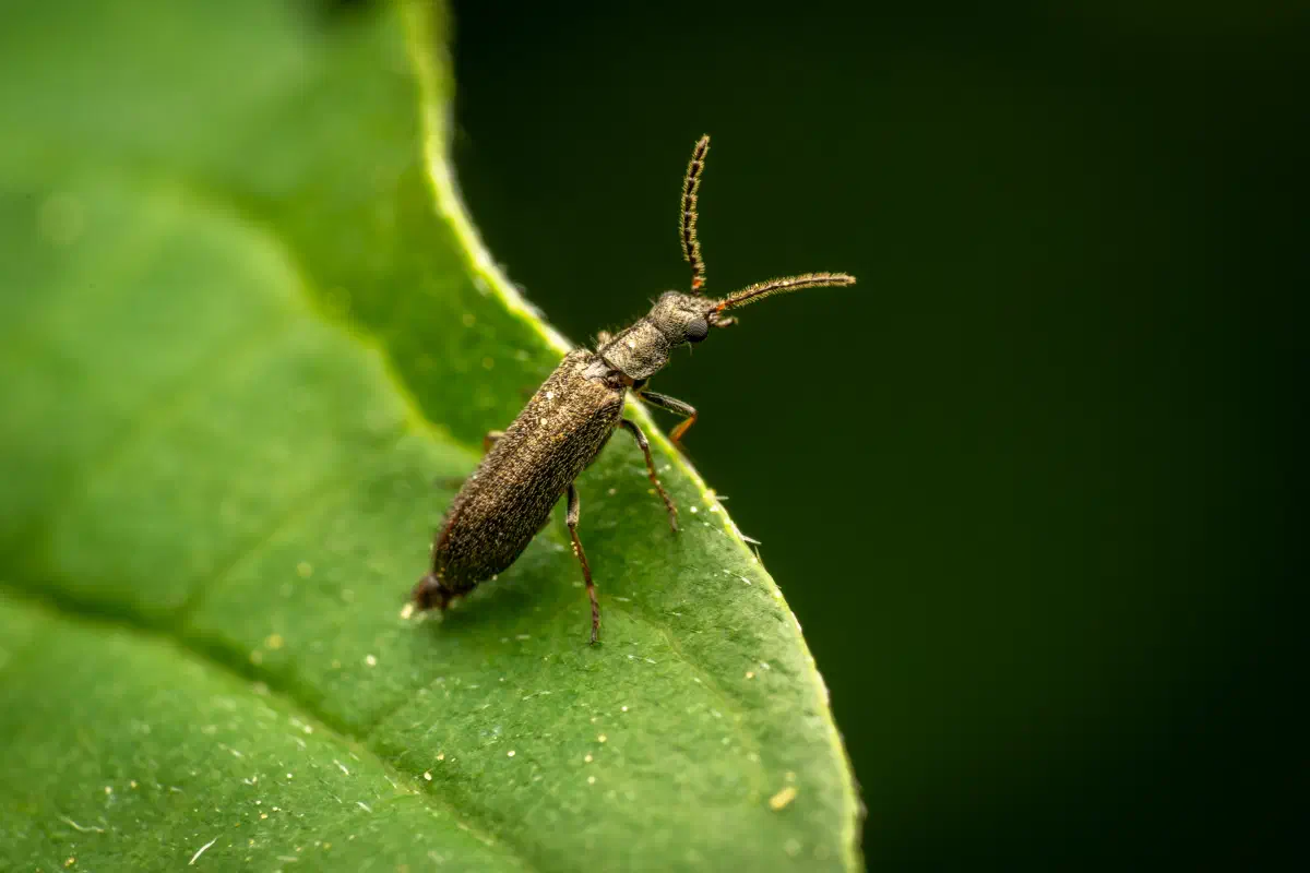 Bleischwarzer Wollhaarkäfer