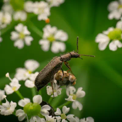 Bleischwarzer Wollhaarkäfer