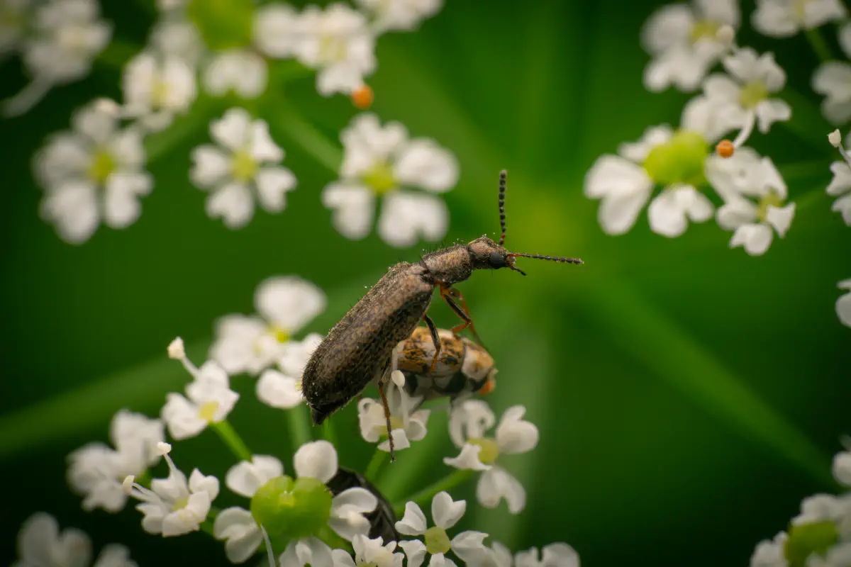 Bleischwarzer Wollhaarkäfer