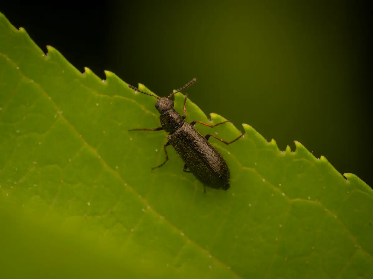 Bleischwarzer Wollhaarkäfer