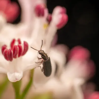 Bleischwarzer Wollhaarkäfer
