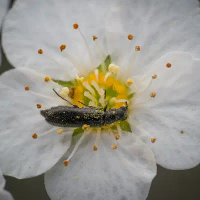 Bleischwarzer Wollhaarkäfer