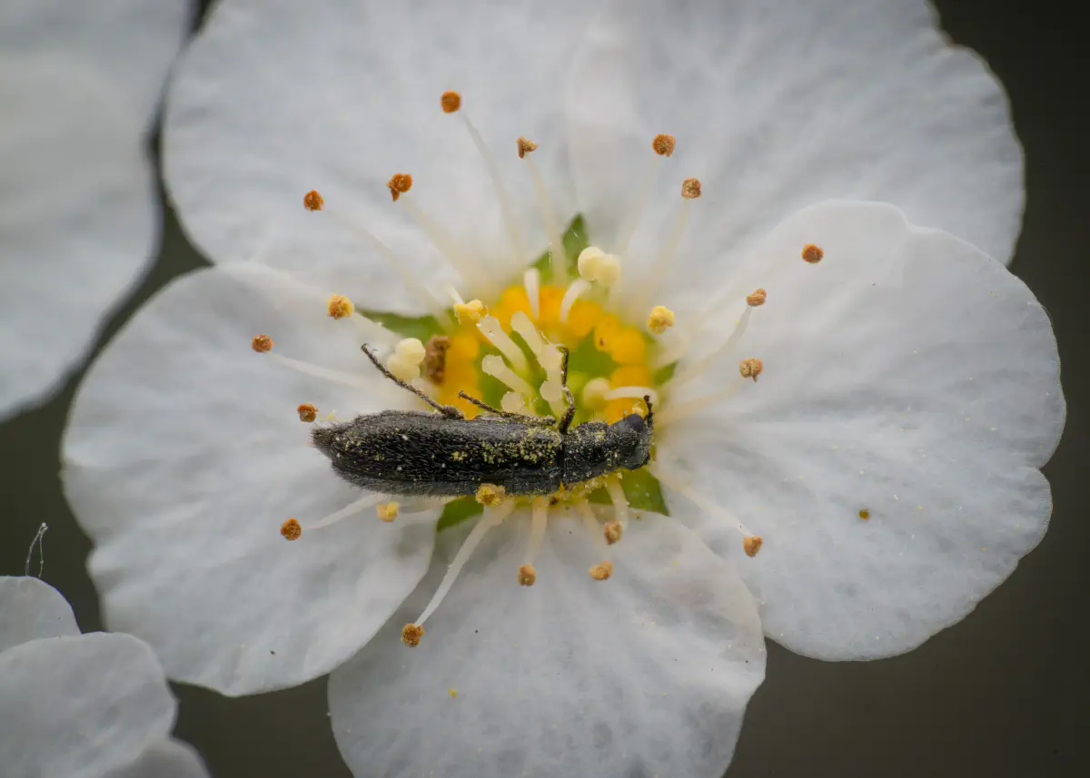 Bleischwarzer Wollhaarkäfer